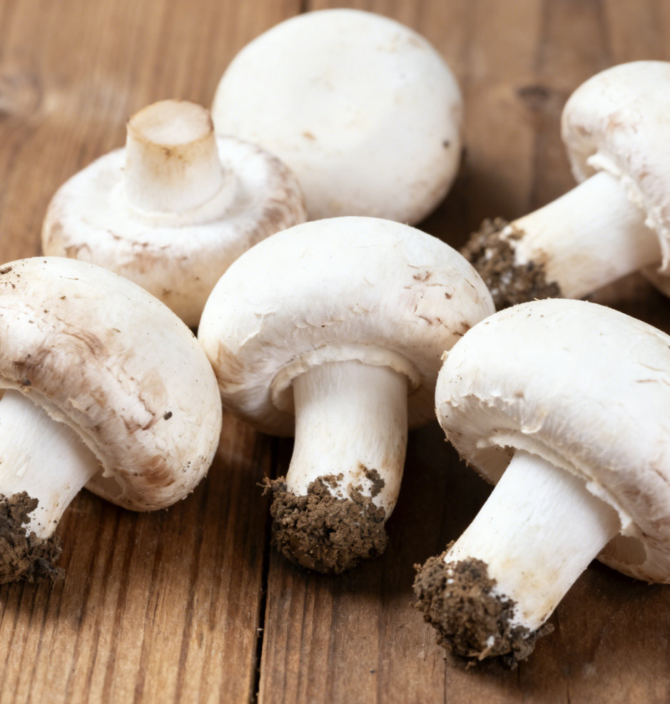 Mushroom in Cans