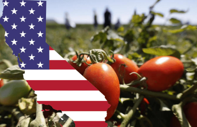 2026 California Processing Tomato Report